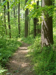 Acton Park Nature Trail